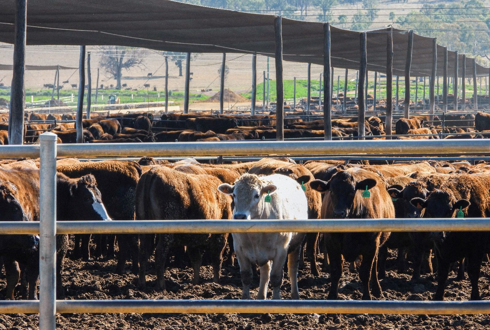 Cow Manure (m3) - Image 2