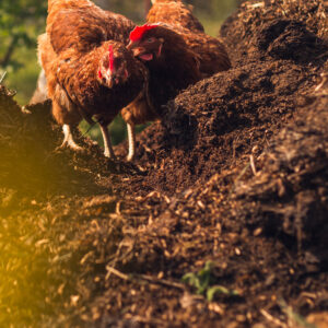 Chicken Manure (m3)