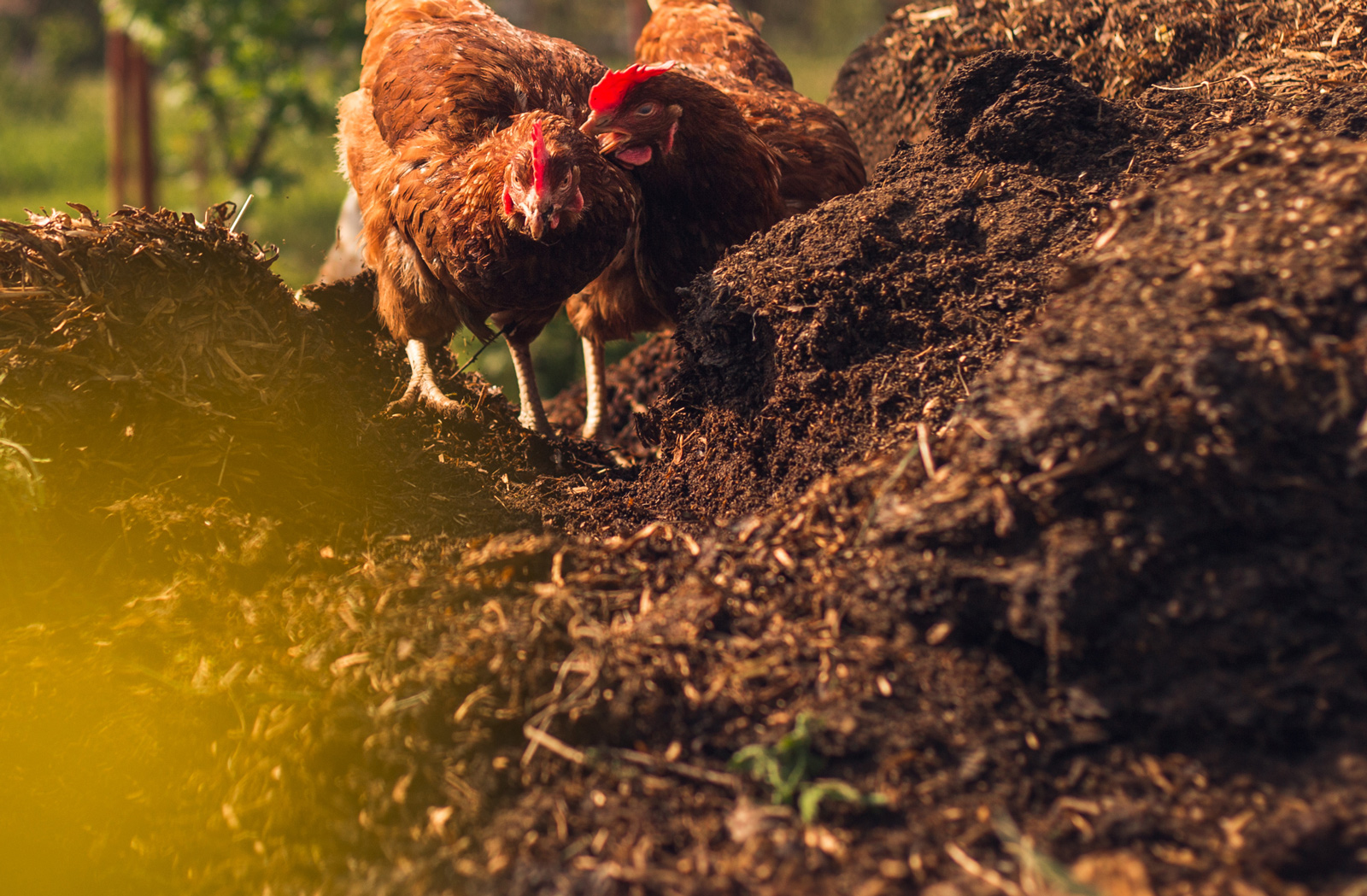 Chicken Manure (m3)