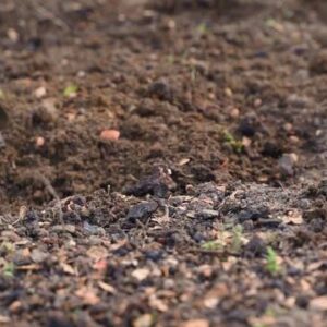 Chicken Manure $130 a m3