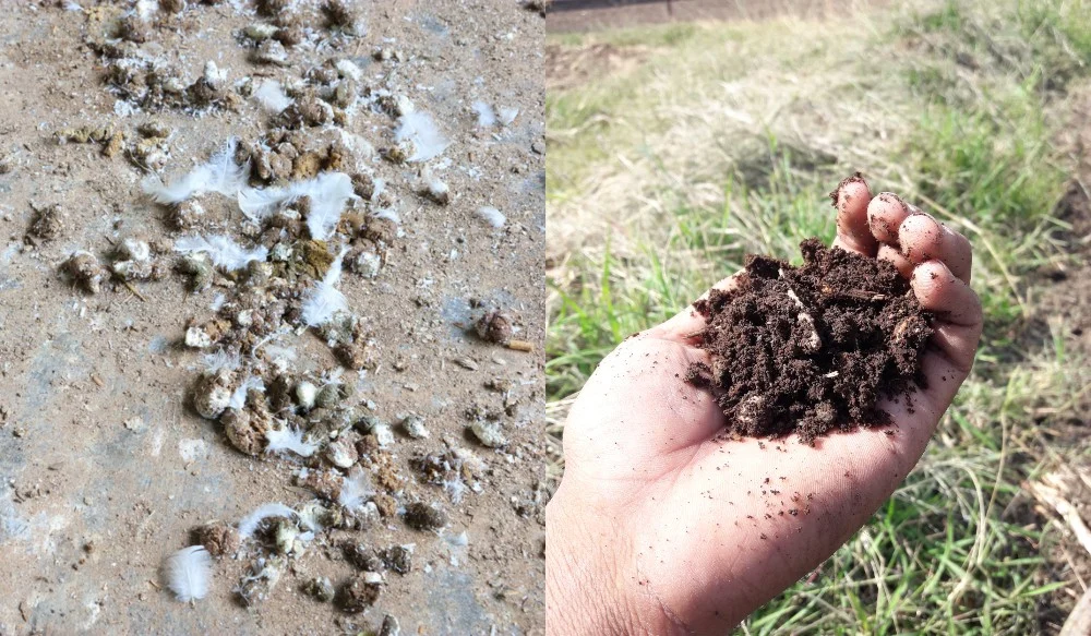 Chicken Manure (m3) - Image 3