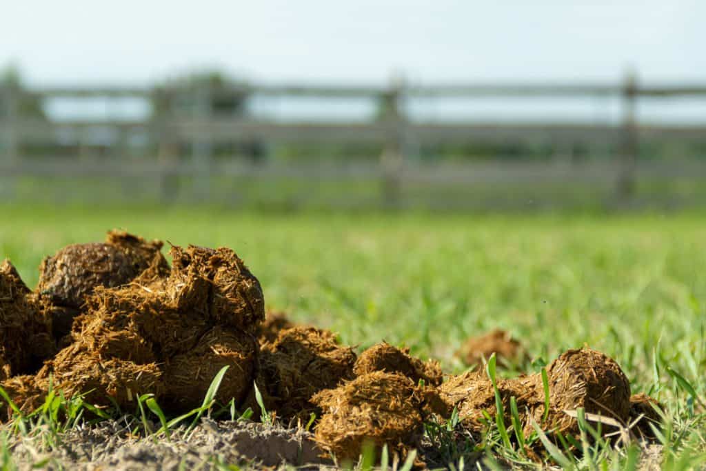 Horse Manure (m3) - Image 3
