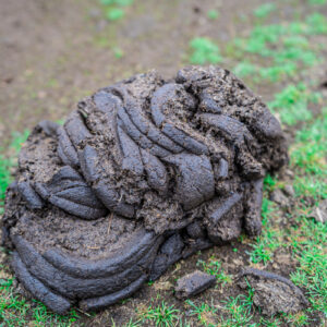 Cow Manure (m3)
