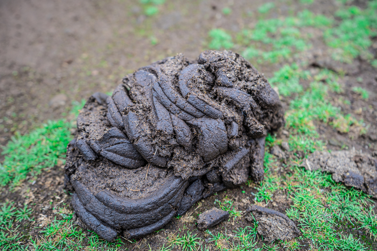 Cow Manure (m3)