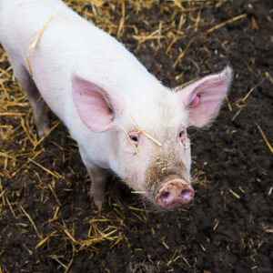 Pig Manure (m3)