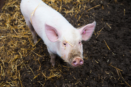 Pig Manure (m3)
