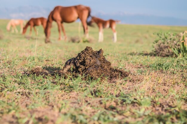 Horse Manure (m3)