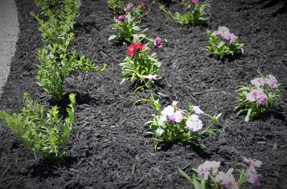 Black Cypress Mulch (m3) - Image 4