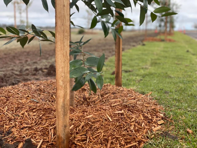 Orange Cypress Mulch (m3) - Image 2