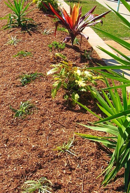 Orange Cypress Mulch (m3) - Image 6