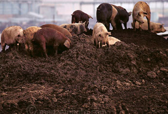 Pig Manure (m3) - Image 3